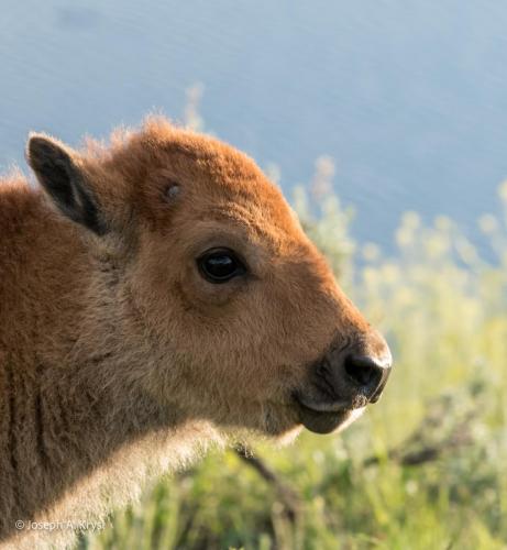 Baby Bison